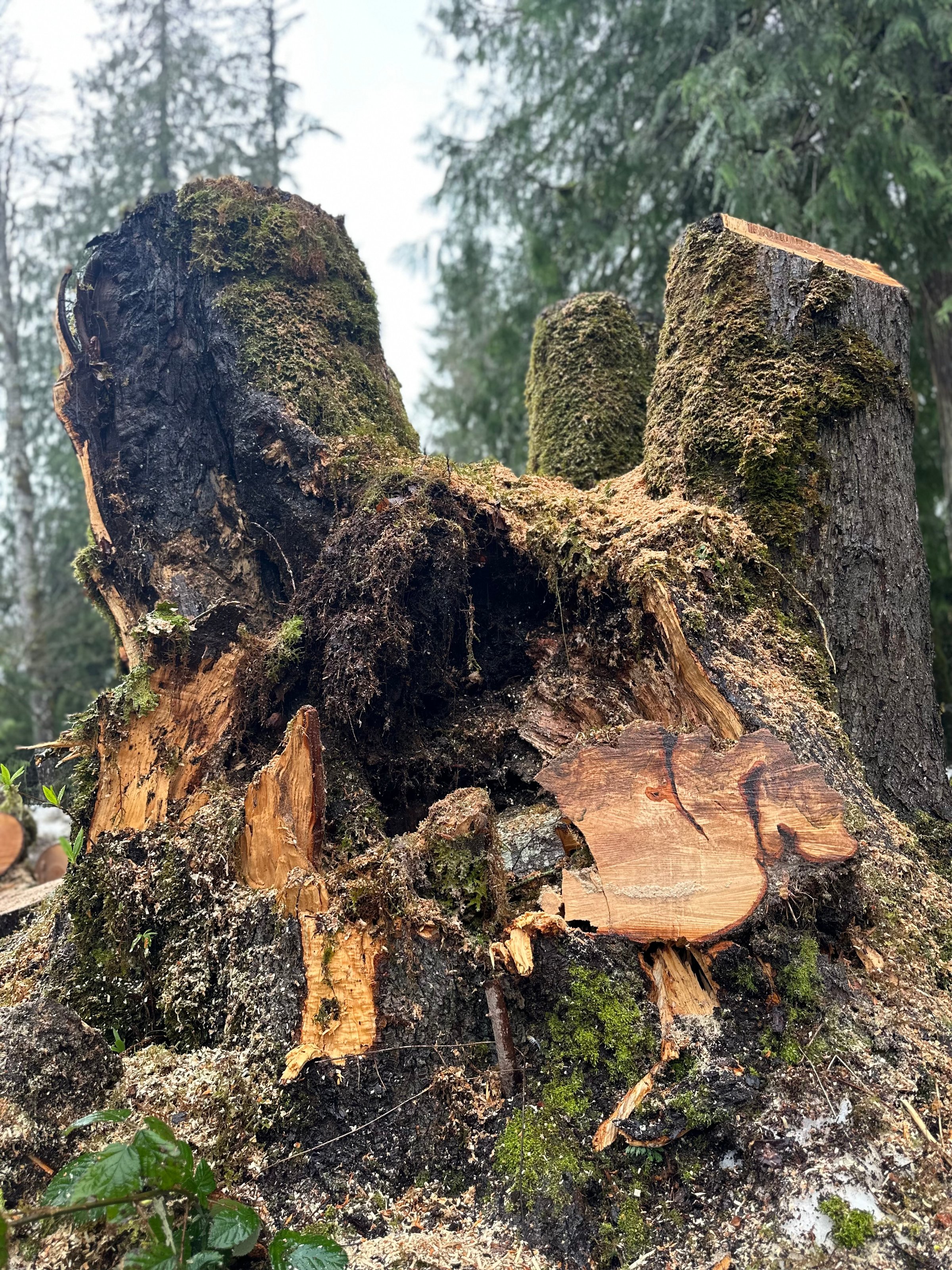 K&J Tree Works tree service in Baring, WA