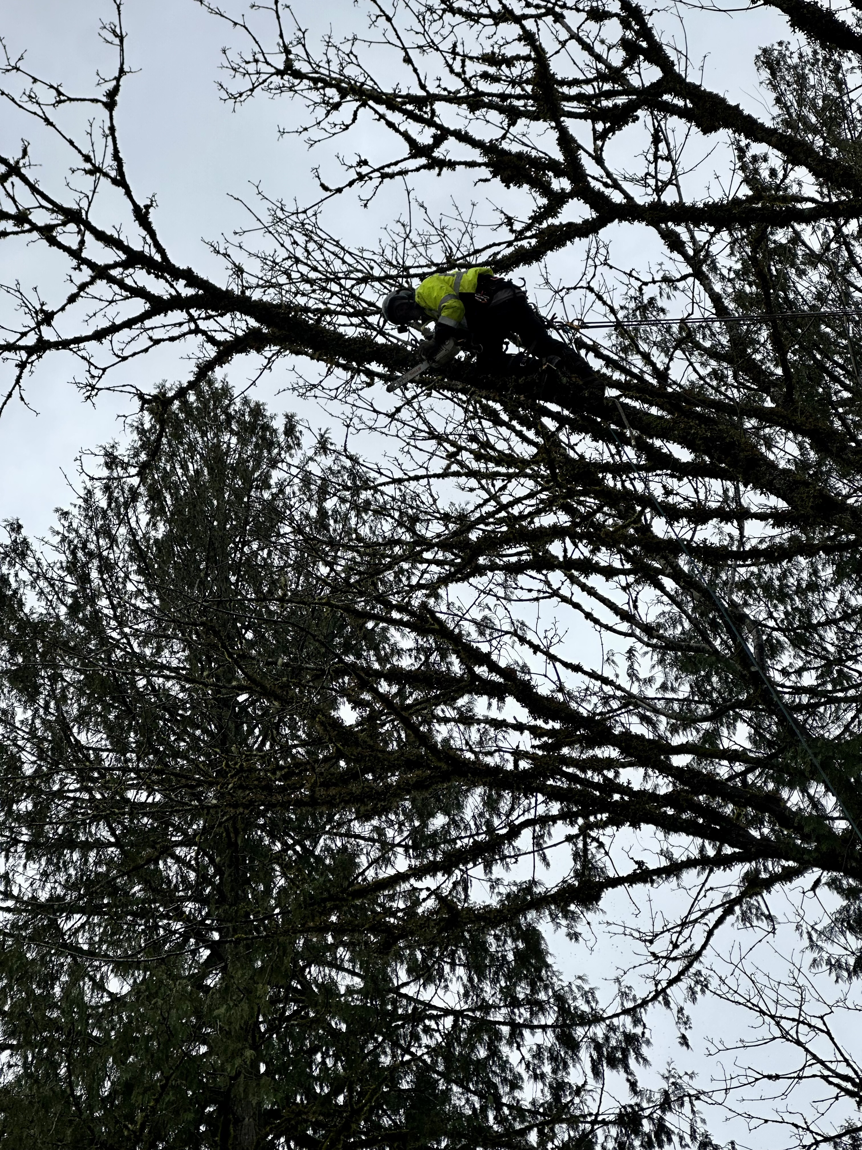 Climbing and Pruning a Large Tree in Monroe