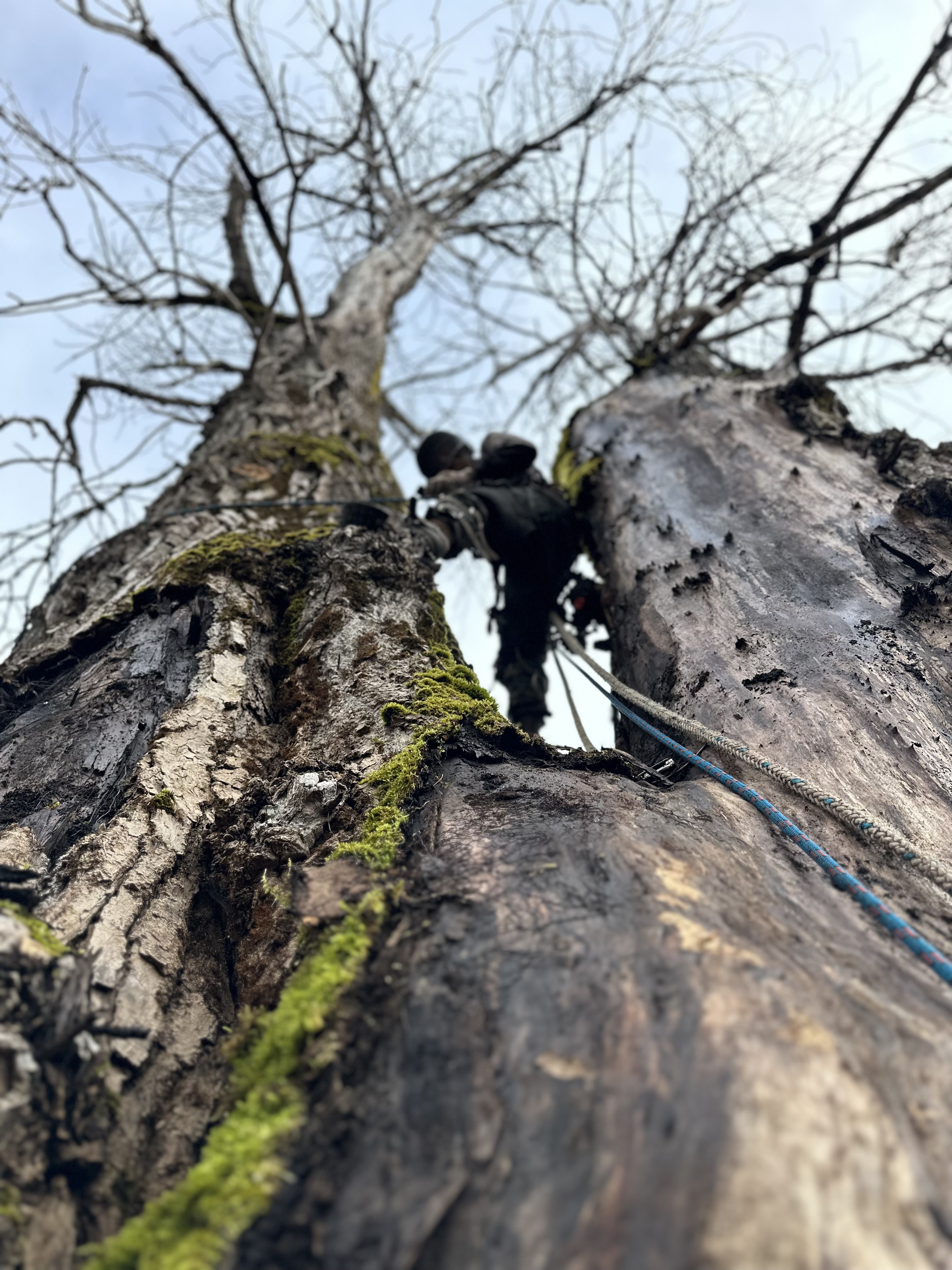 Hazard Tree Climbing and Rigging in Gold Bar