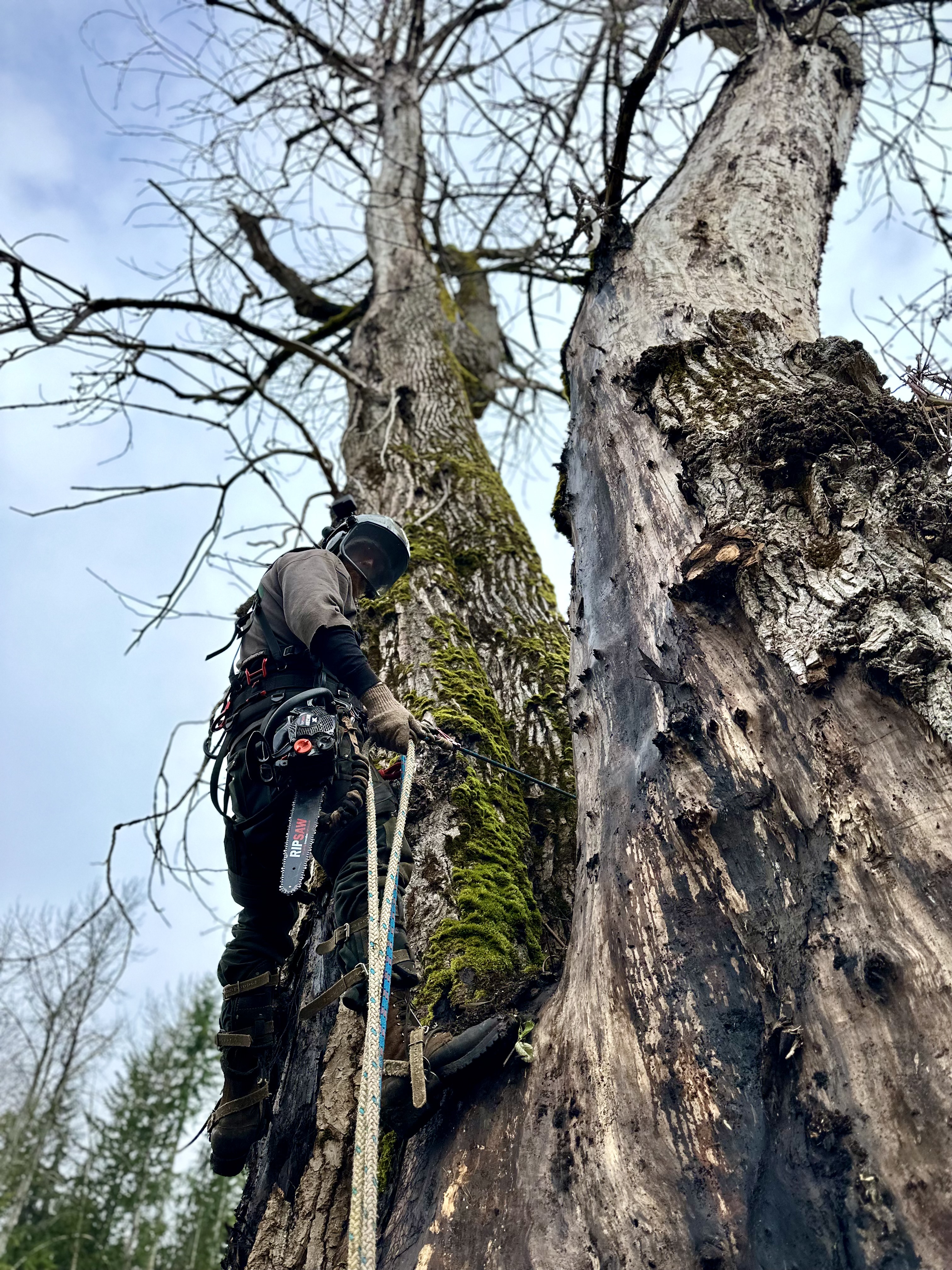 Dead Tree Removal with Climbing Gear in Darrington