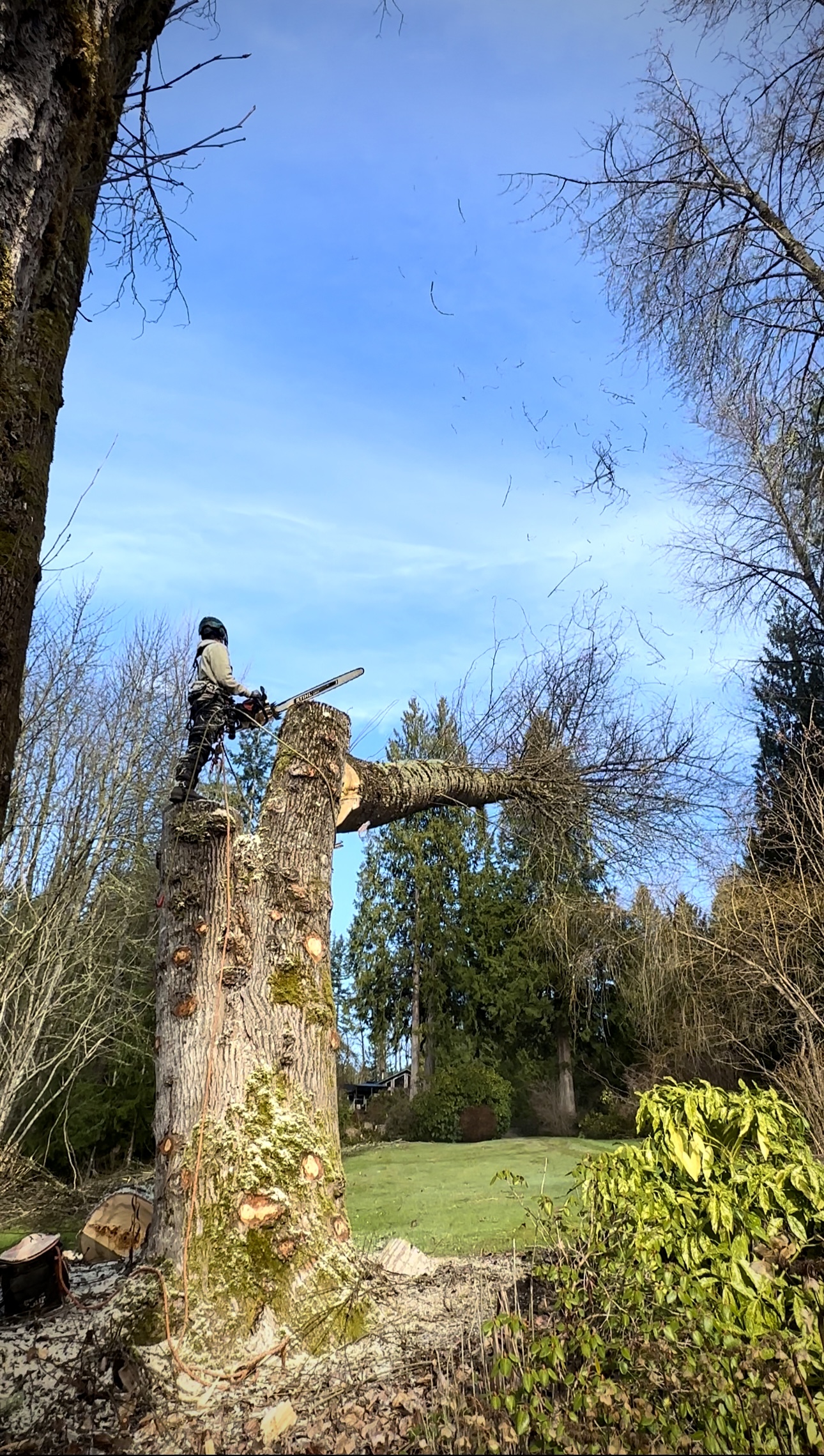 Sectional Tree Felling in Duvall