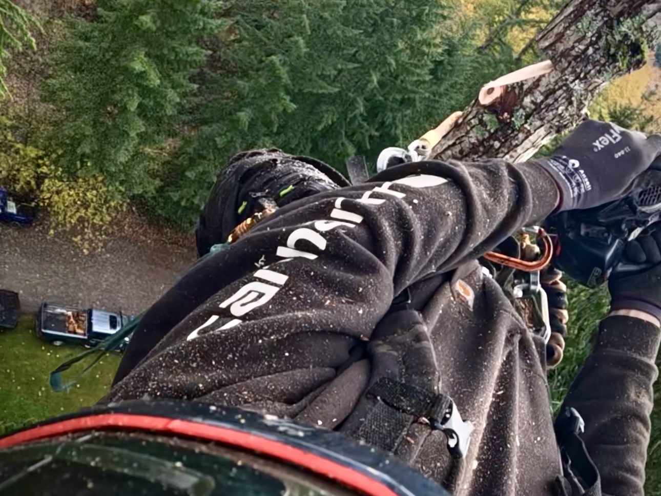 Tree Trimming from the Canopy in Bothell