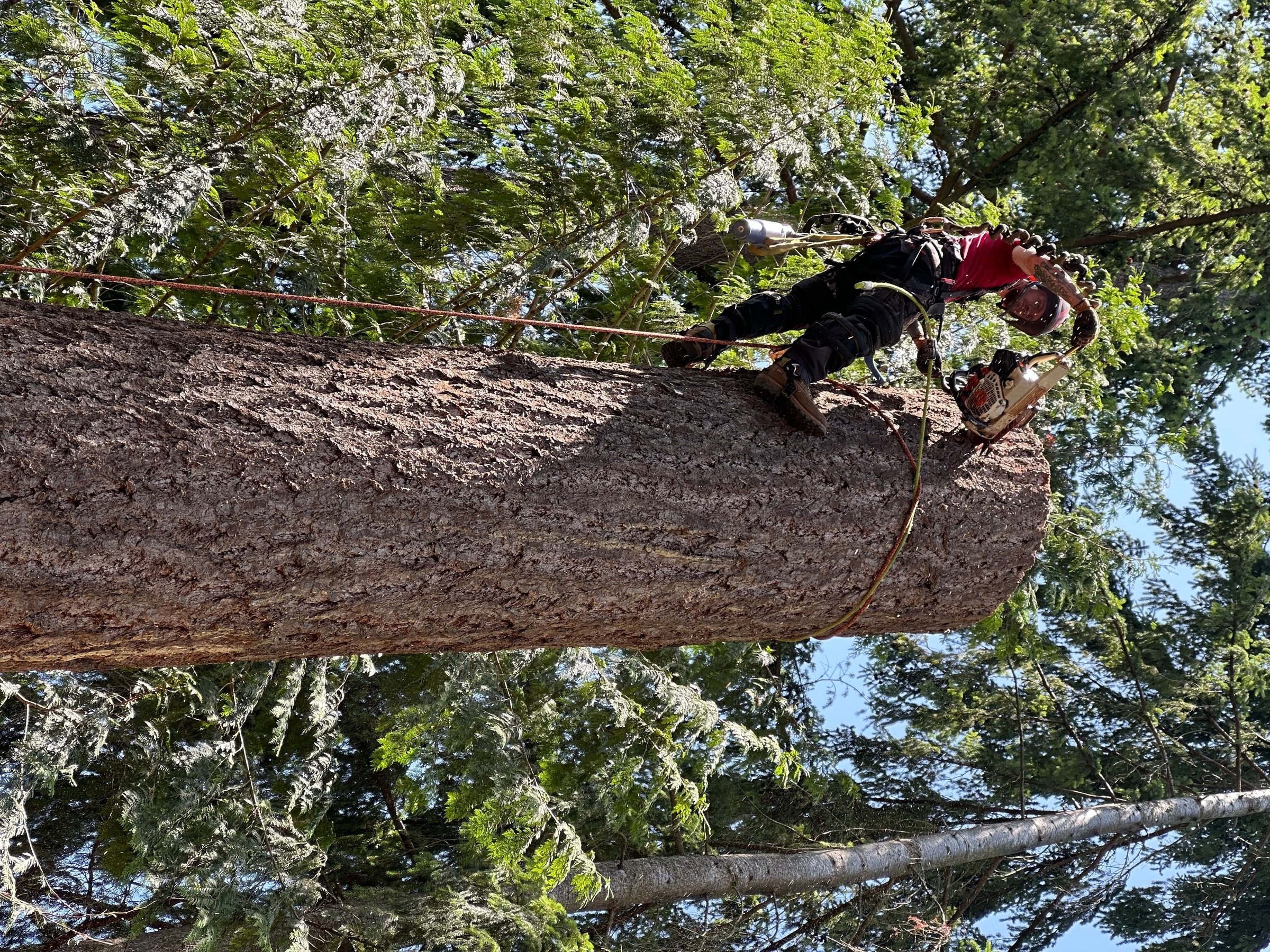 K&J Tree Works tree service in Carnation, WA