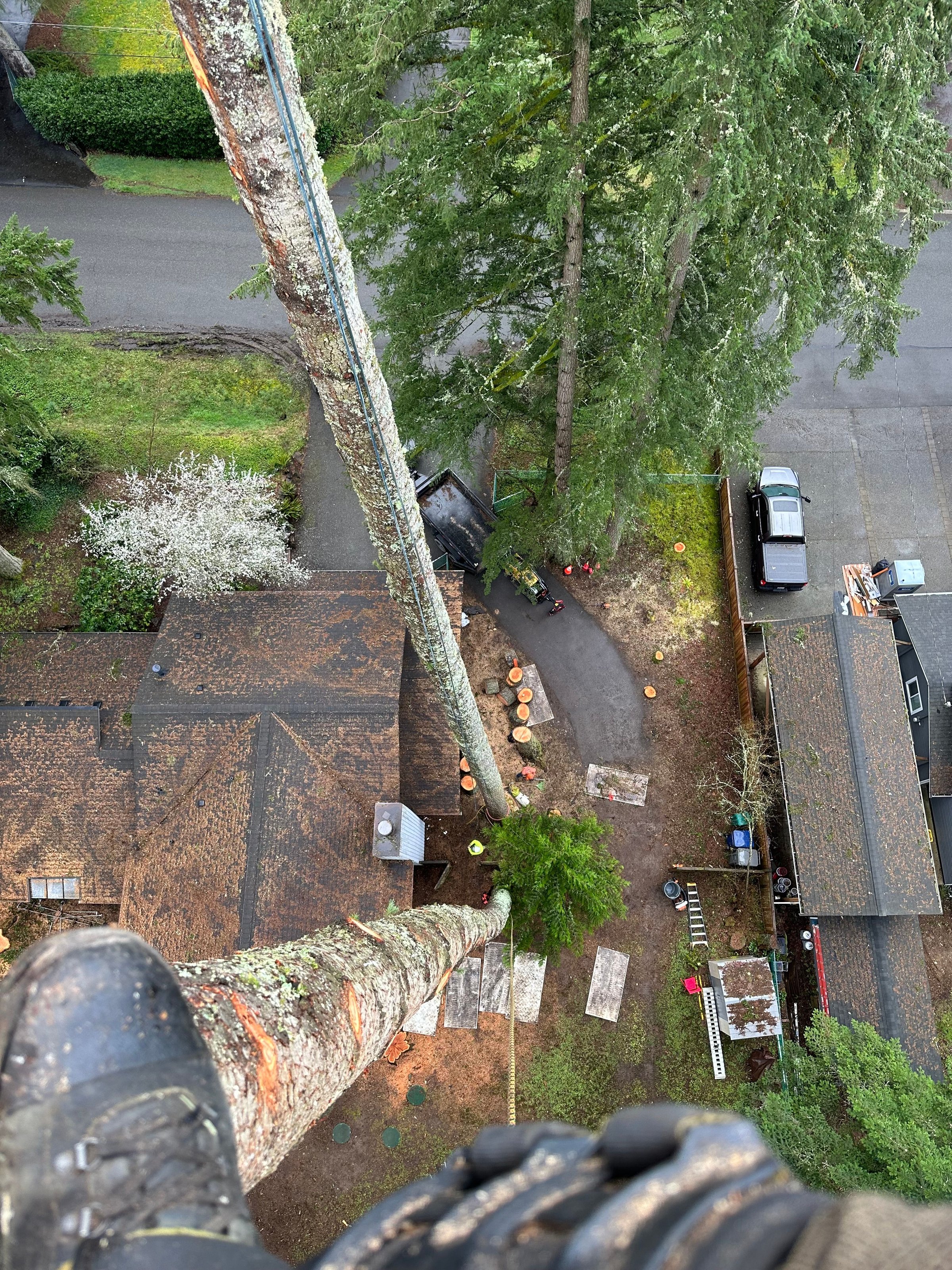 K&J Tree Works tree service in Shoreline, WA
