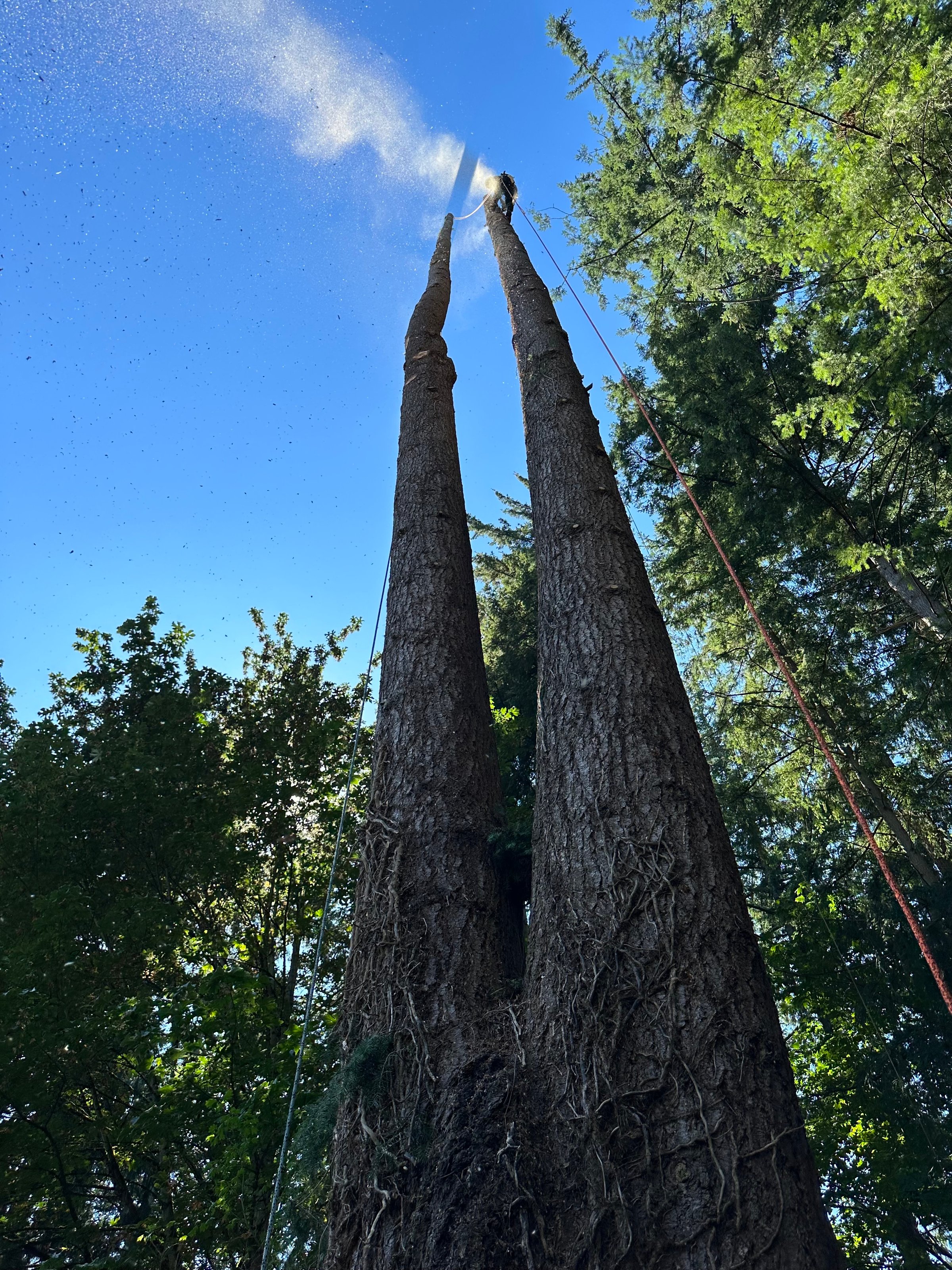 Waterfront and Upland Tree Management Around Lake Stevens - Tree service in Lake Stevens, WA
