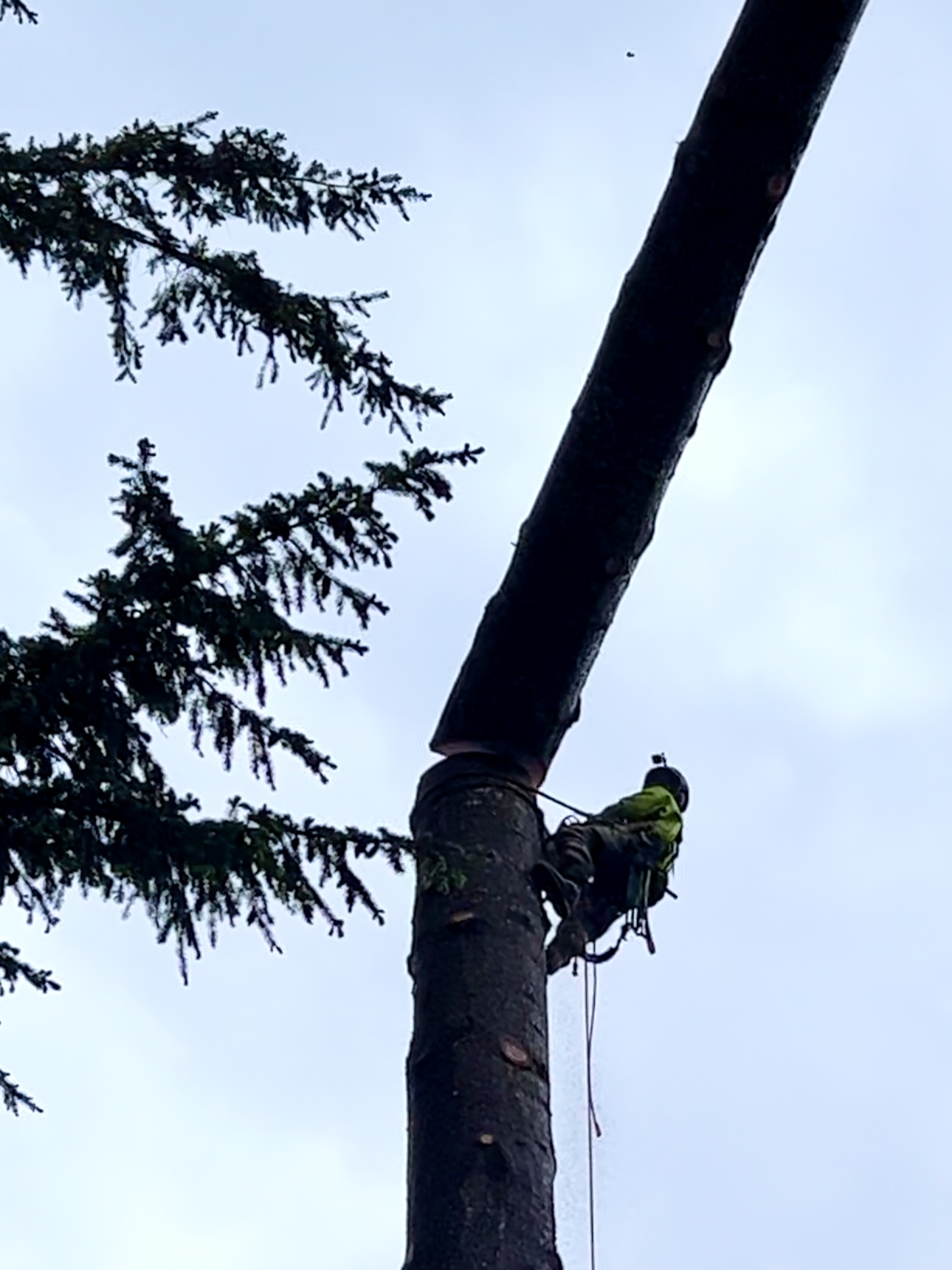 How Puget Sound Salt Air and Wind Shape Trees in Mukilteo - Tree service in Mukilteo, WA