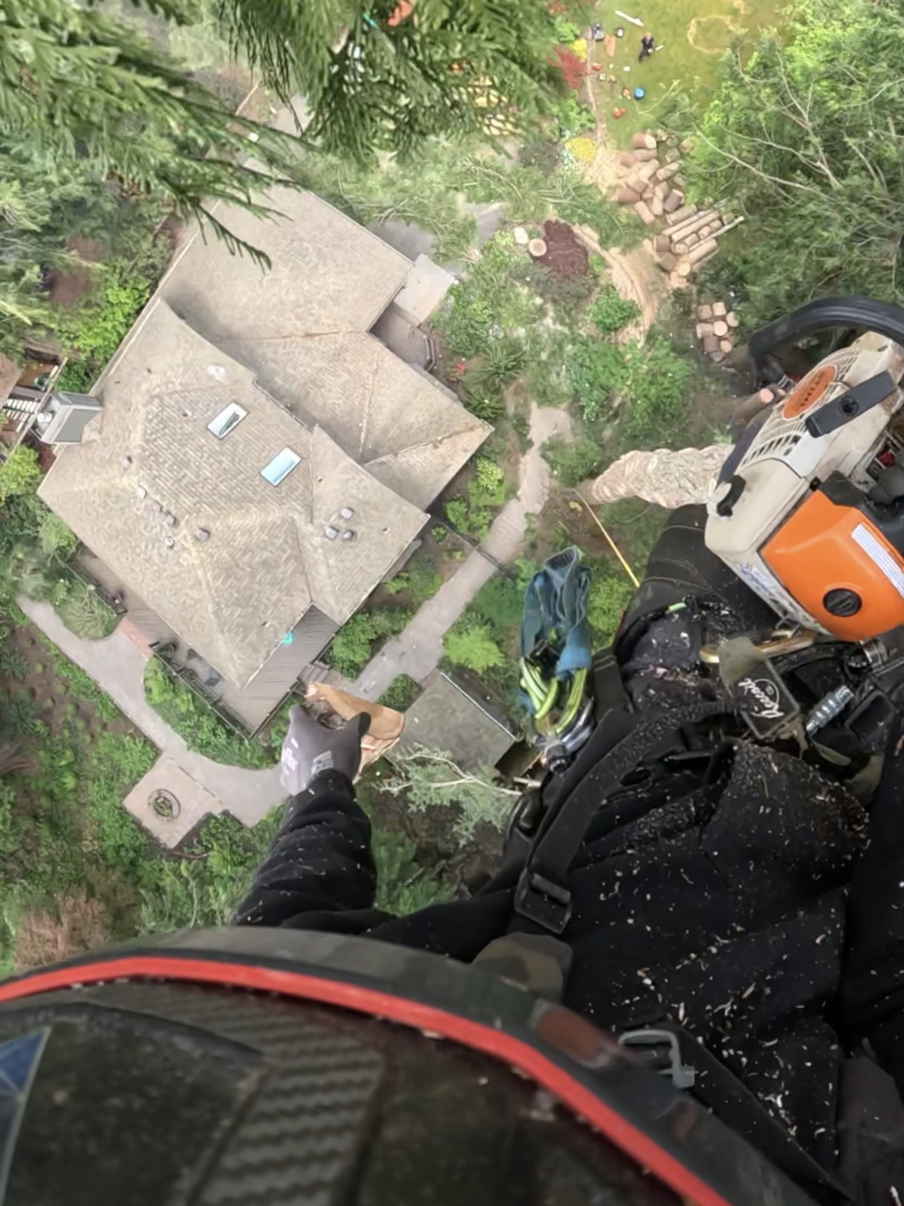 Farmland Windbreak and Hedgerow Tree Management in Stanwood - Tree service in Stanwood, WA