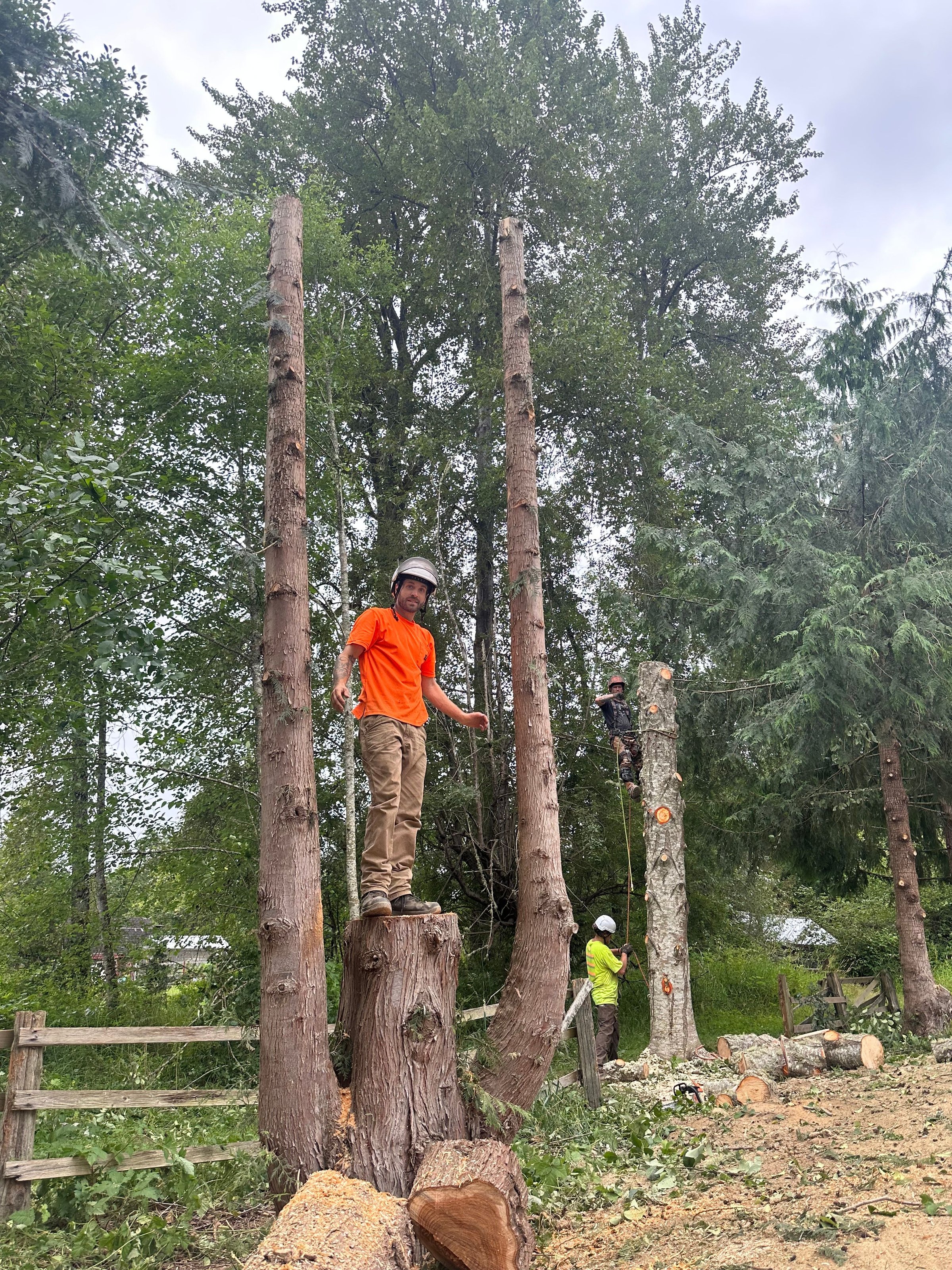 K&J Tree Works tree service in Everett, WA