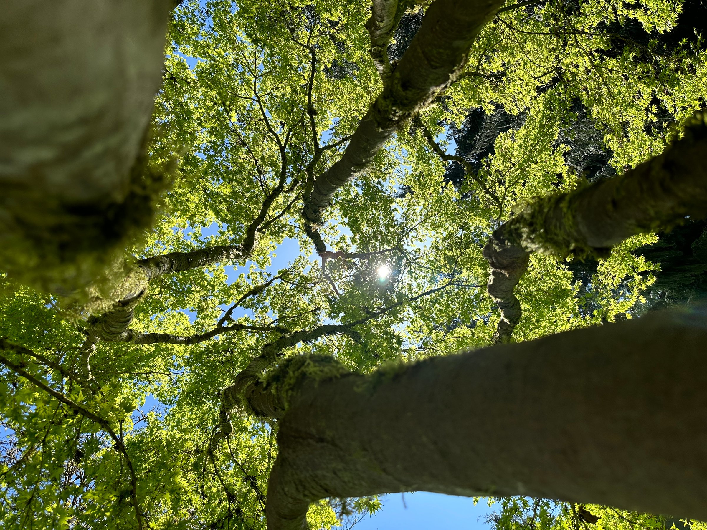 K&J Tree Works tree service in Woodinville, WA