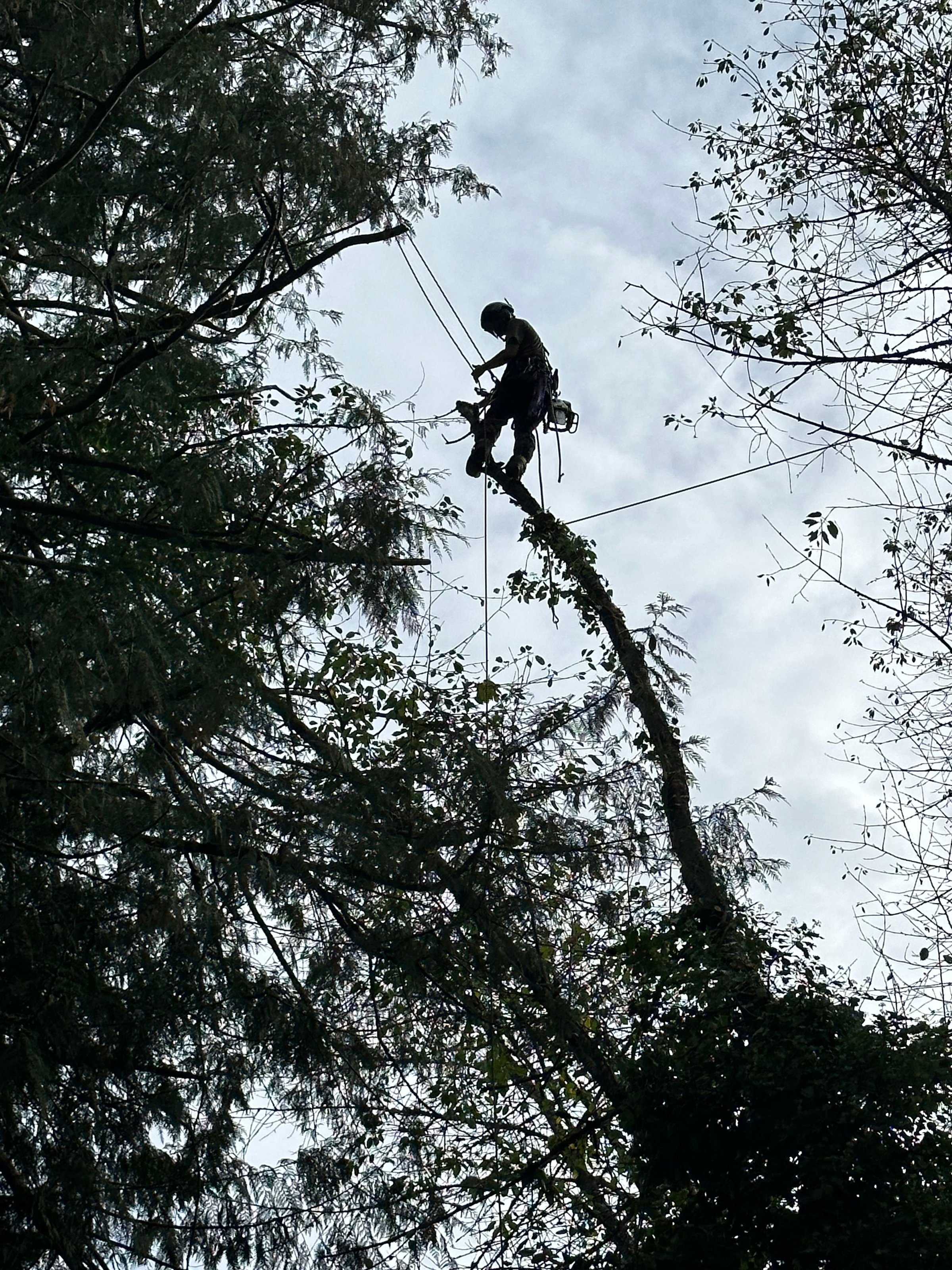 K&J Tree Works tree service in Arlington, WA