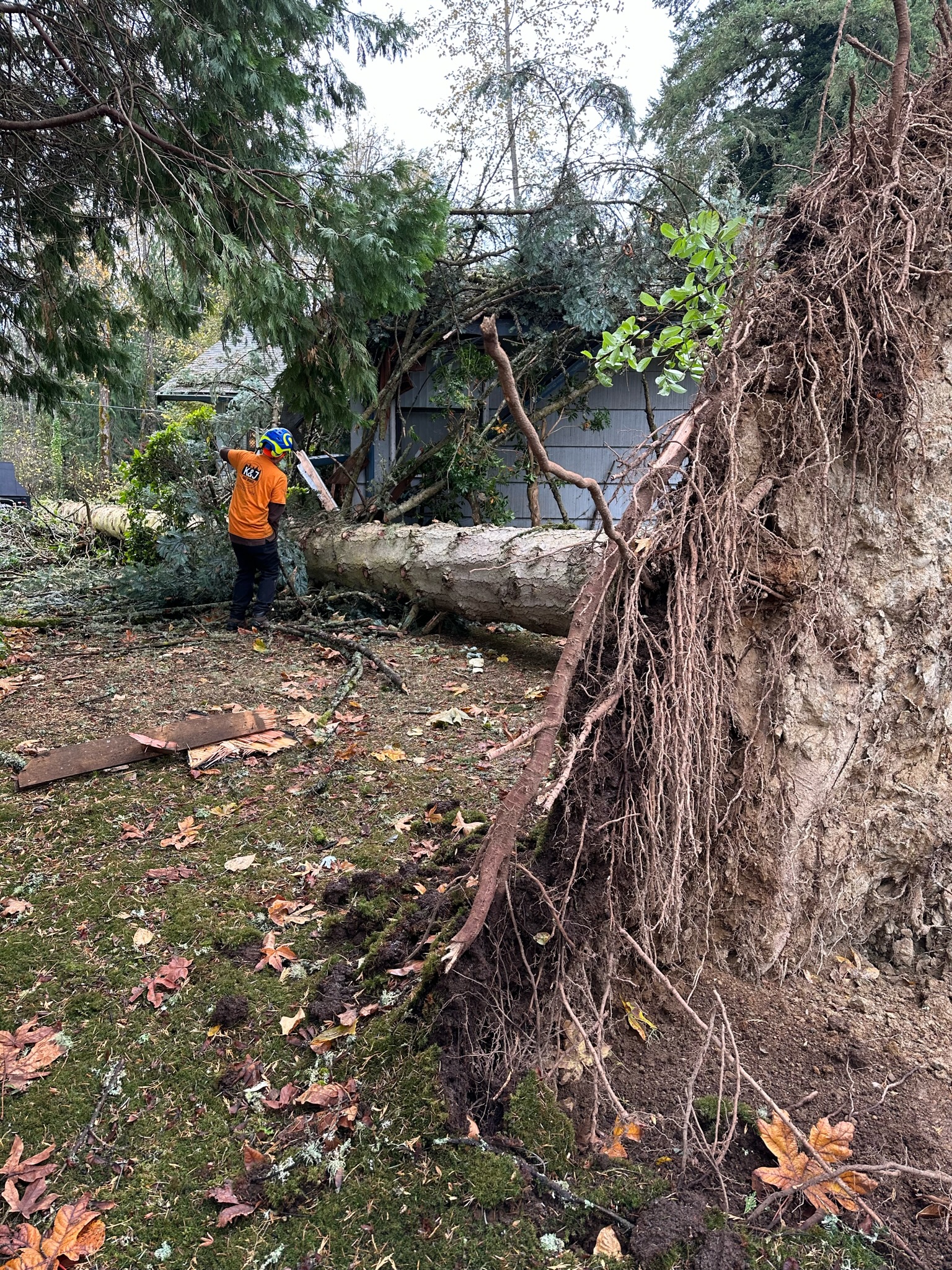 K&J Tree Works tree service in Mukilteo, WA