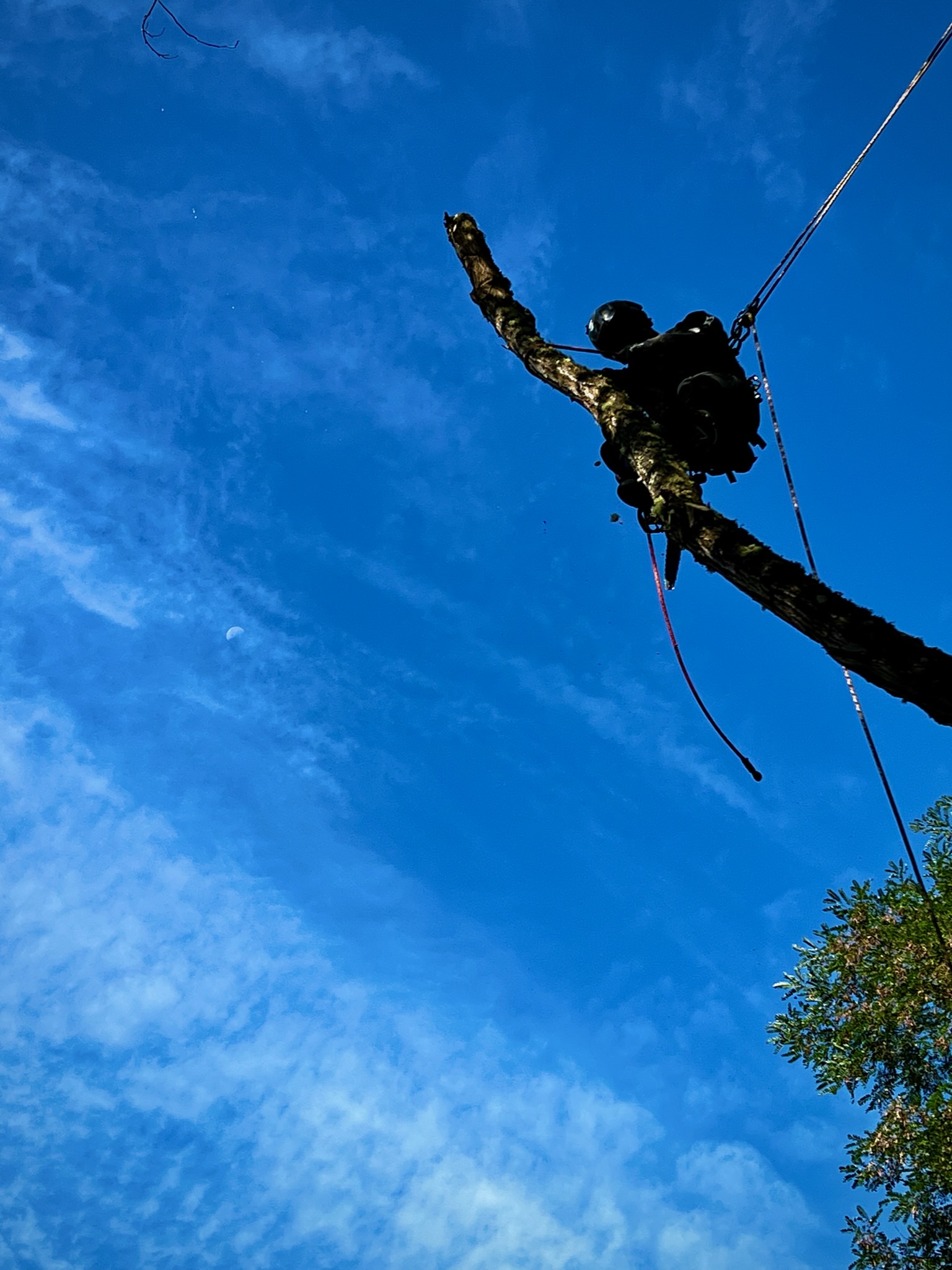 K&J Tree Works tree service in Gold Bar, WA
