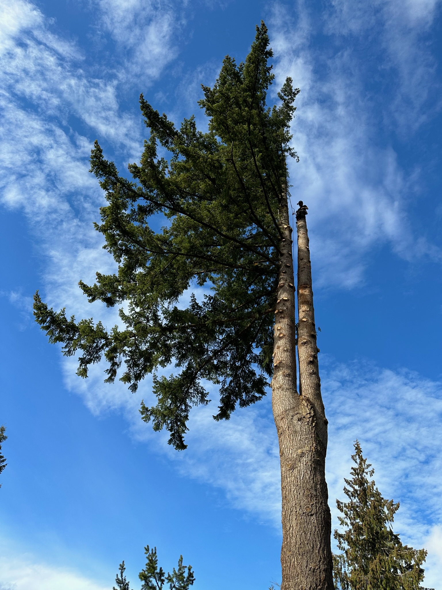 K&J Tree Works tree service in Index, WA