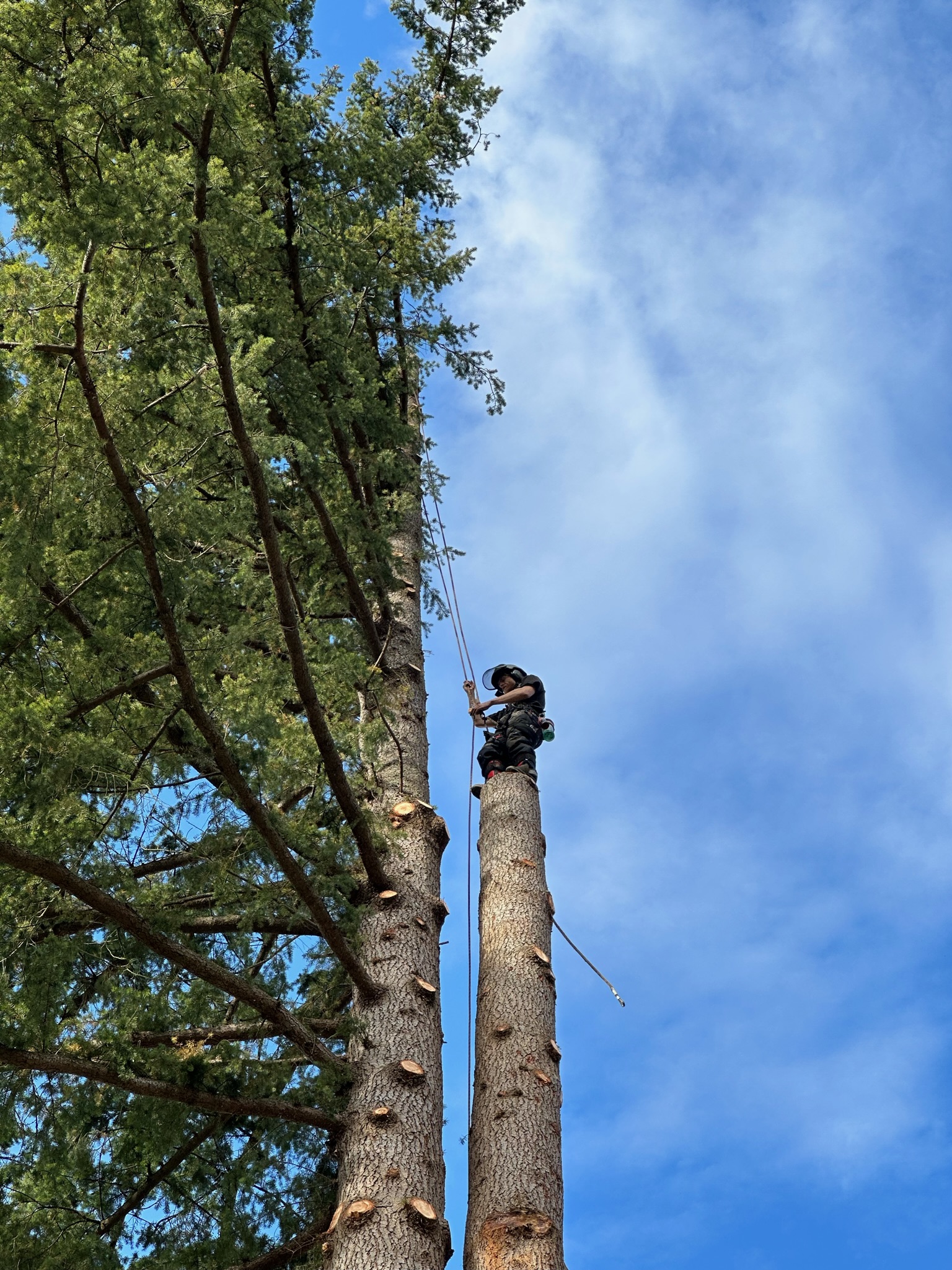 K&J Tree Works tree service in Kenmore, WA