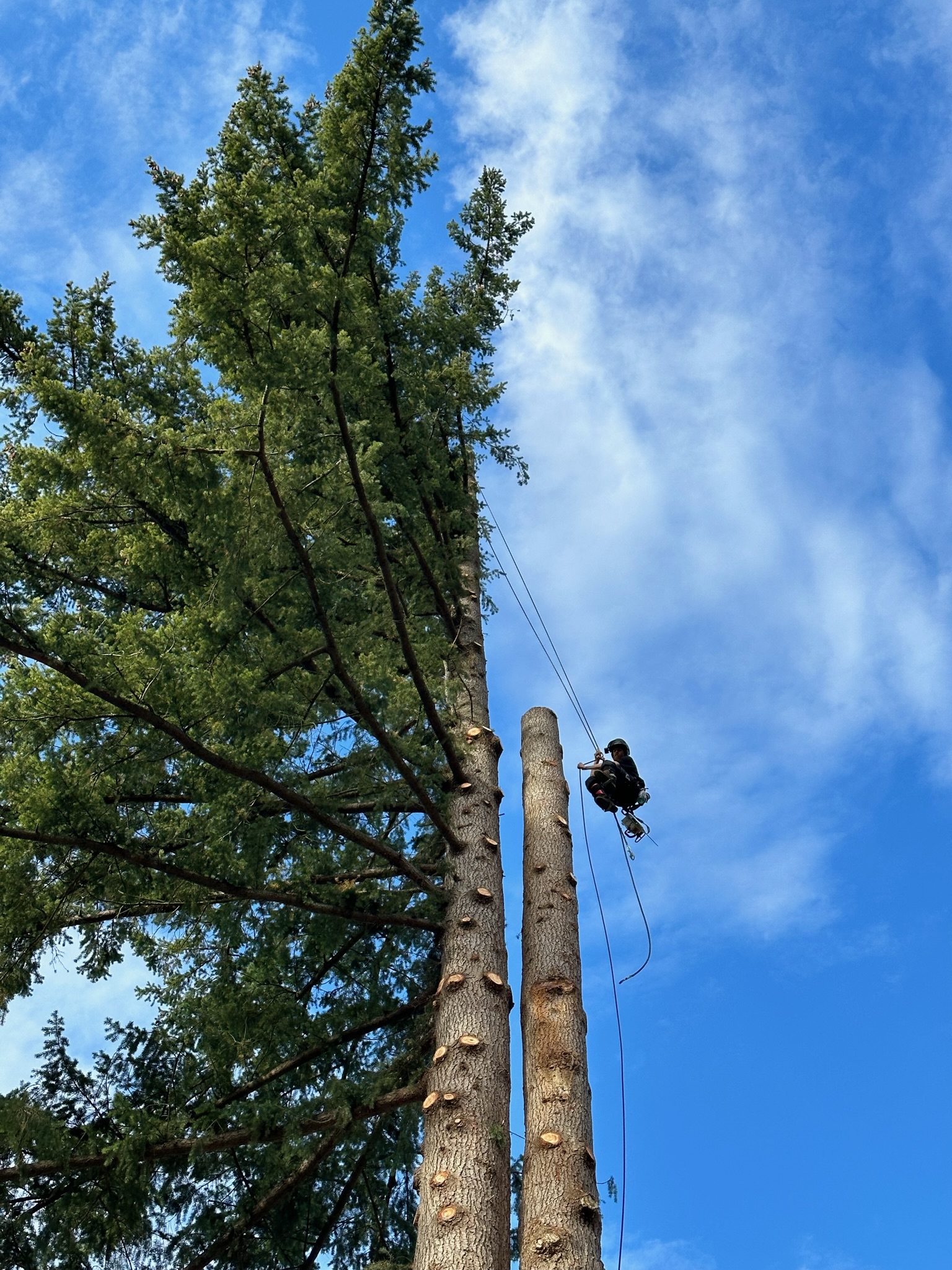 K&J Tree Works tree service in Lynnwood, WA