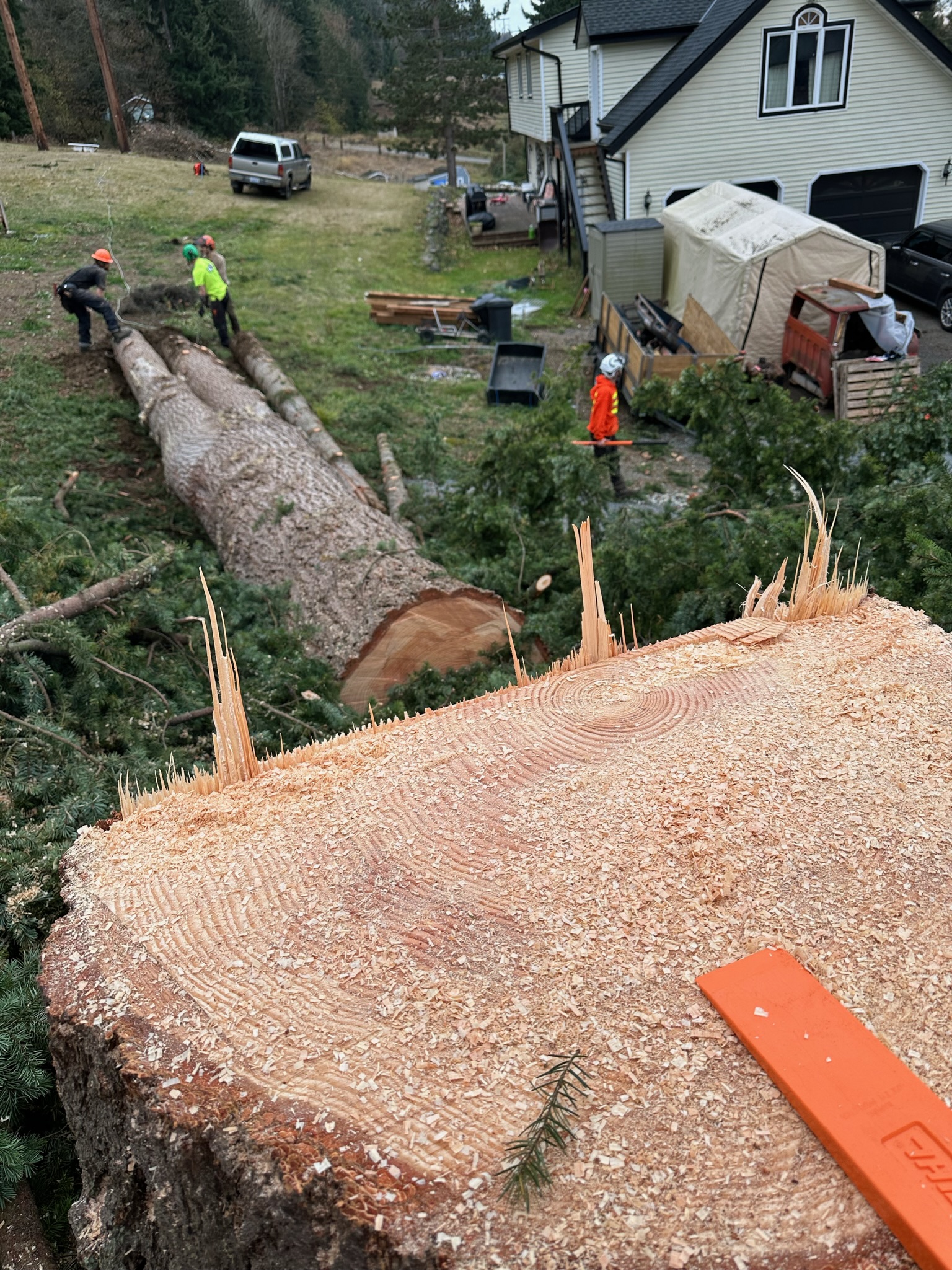 K&J Tree Works tree service in Shoreline, WA