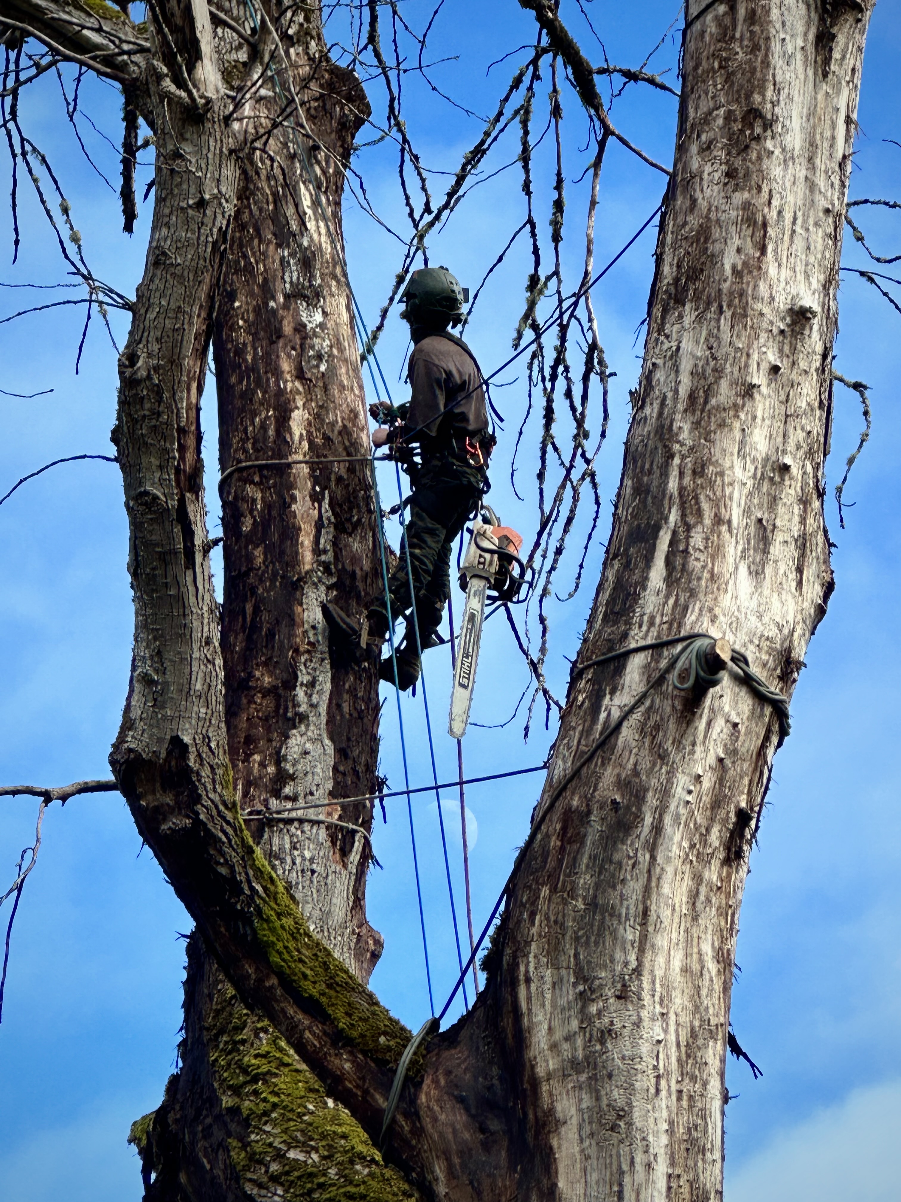Hazard Tree Removal in Sultan