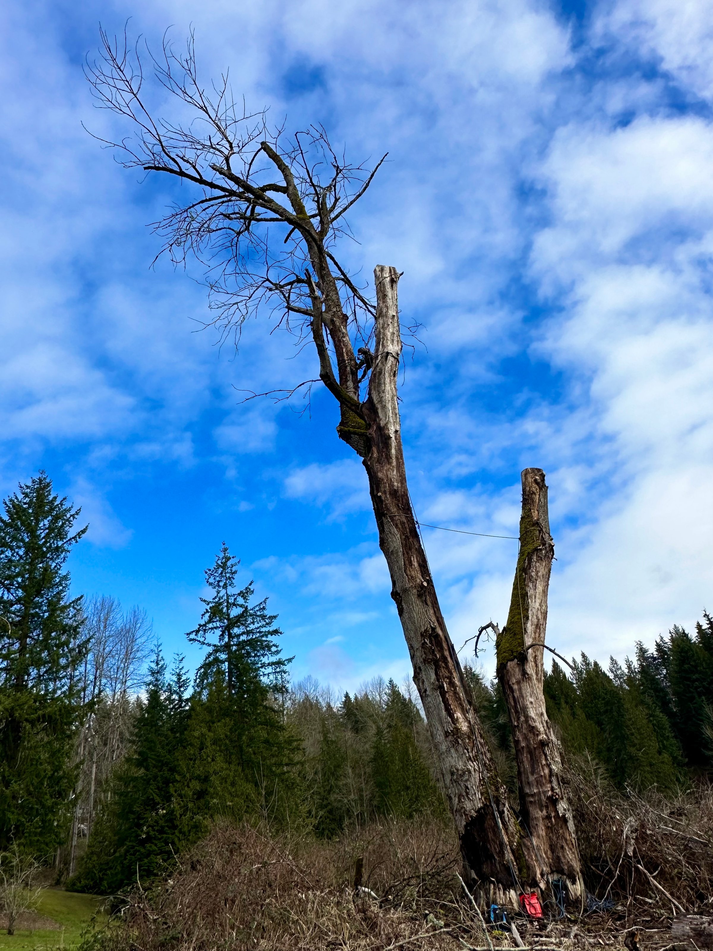 Tree Hazards at the Mountain-Lowland Transition in Granite Falls - Tree service in Granite Falls, WA