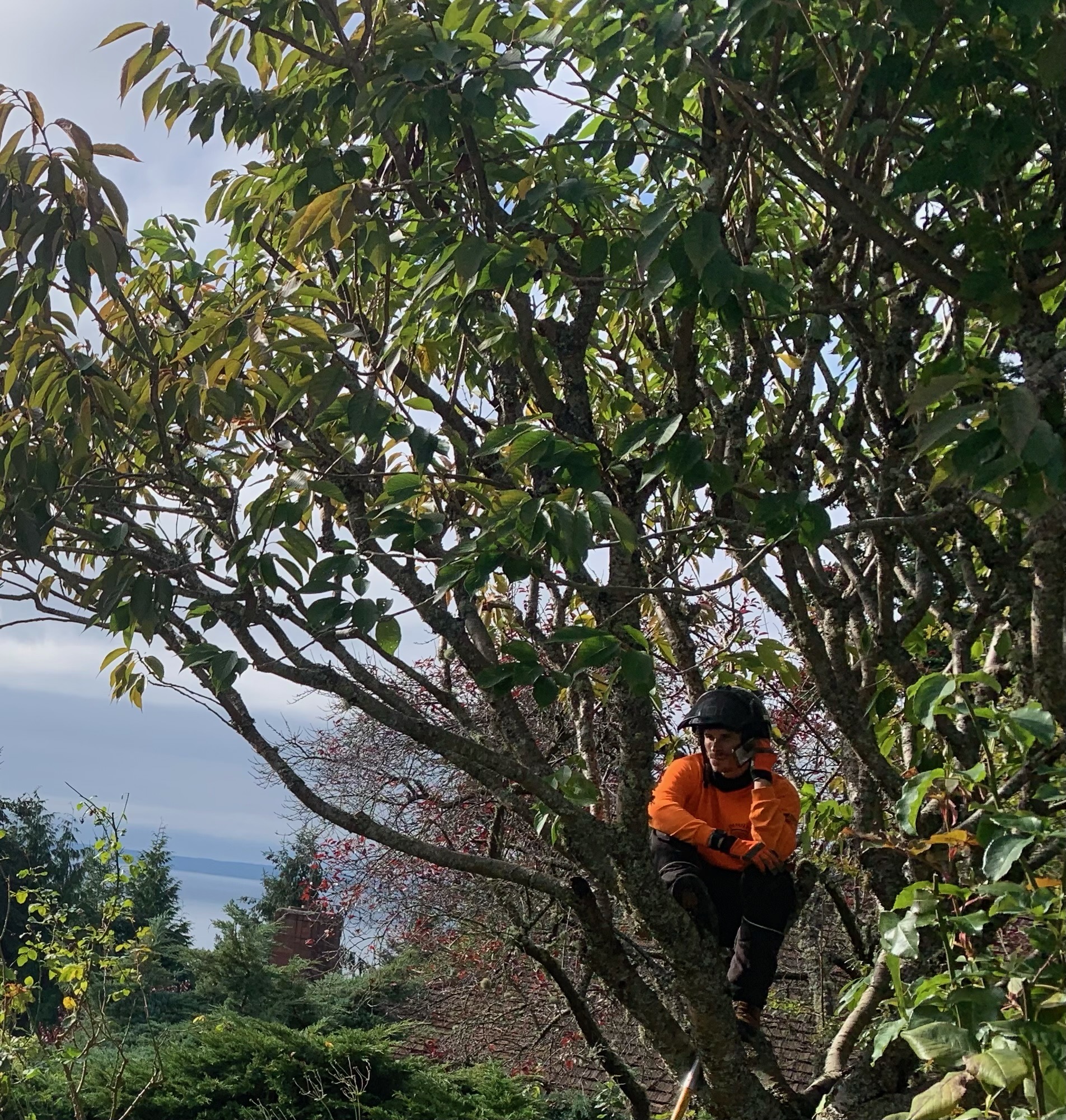 K&J Tree Works tree service in Shoreline, WA