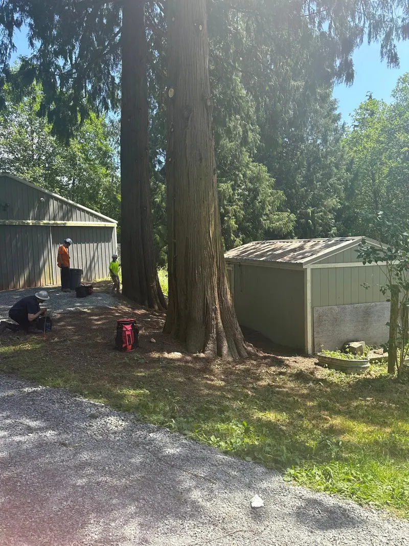 Fall and Winter Tree Risks in Snohomish & King County - Tree service in Snohomish & King County, WA