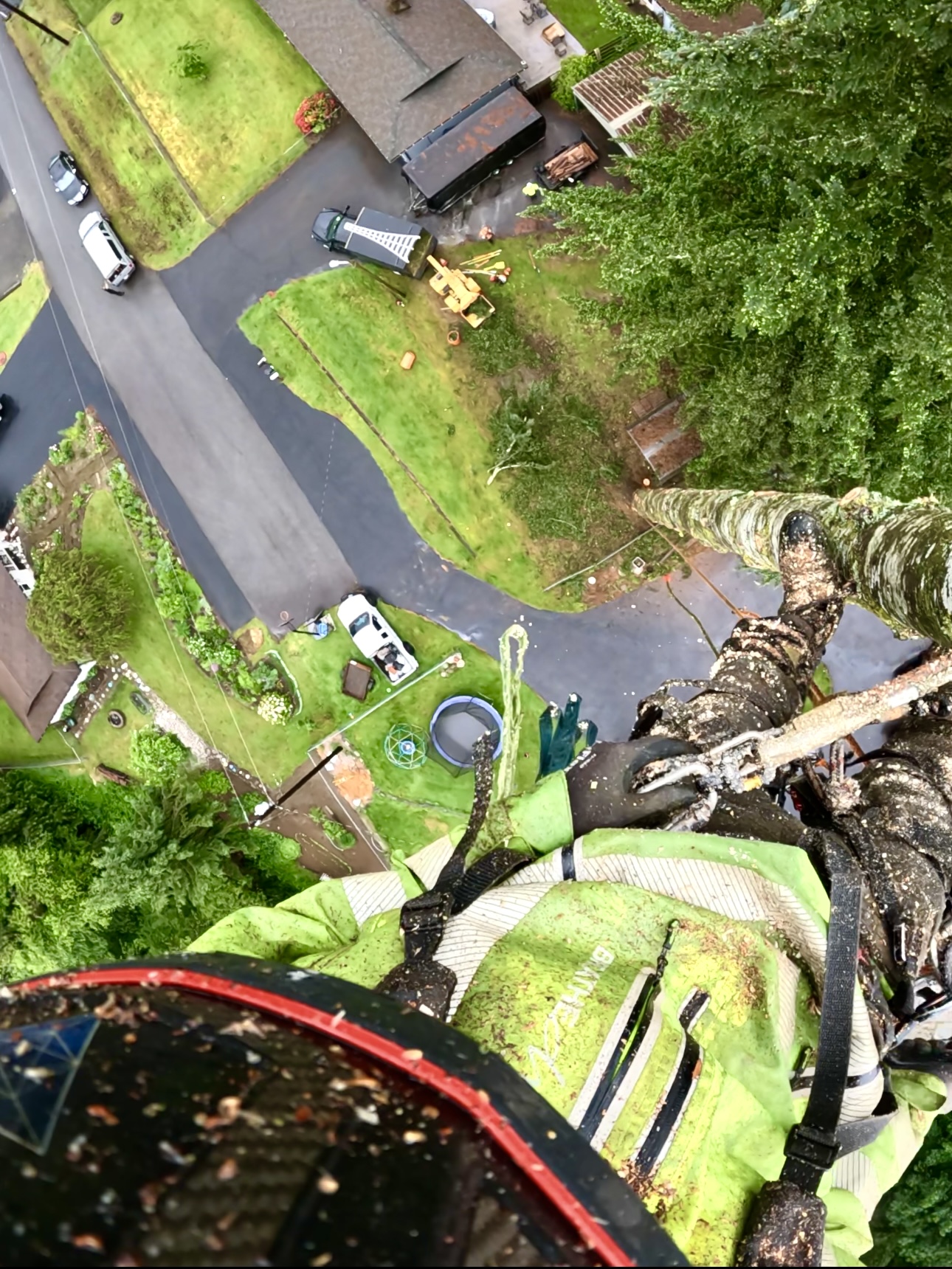 Large Tree Removal in Marysville