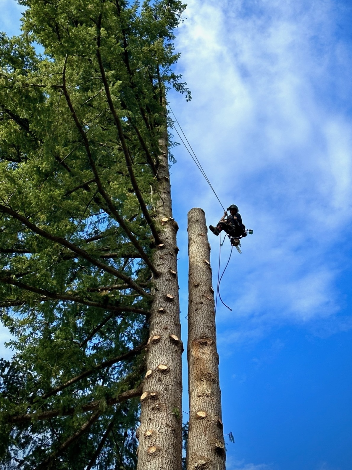 K&J Tree Works tree service in Arlington, WA