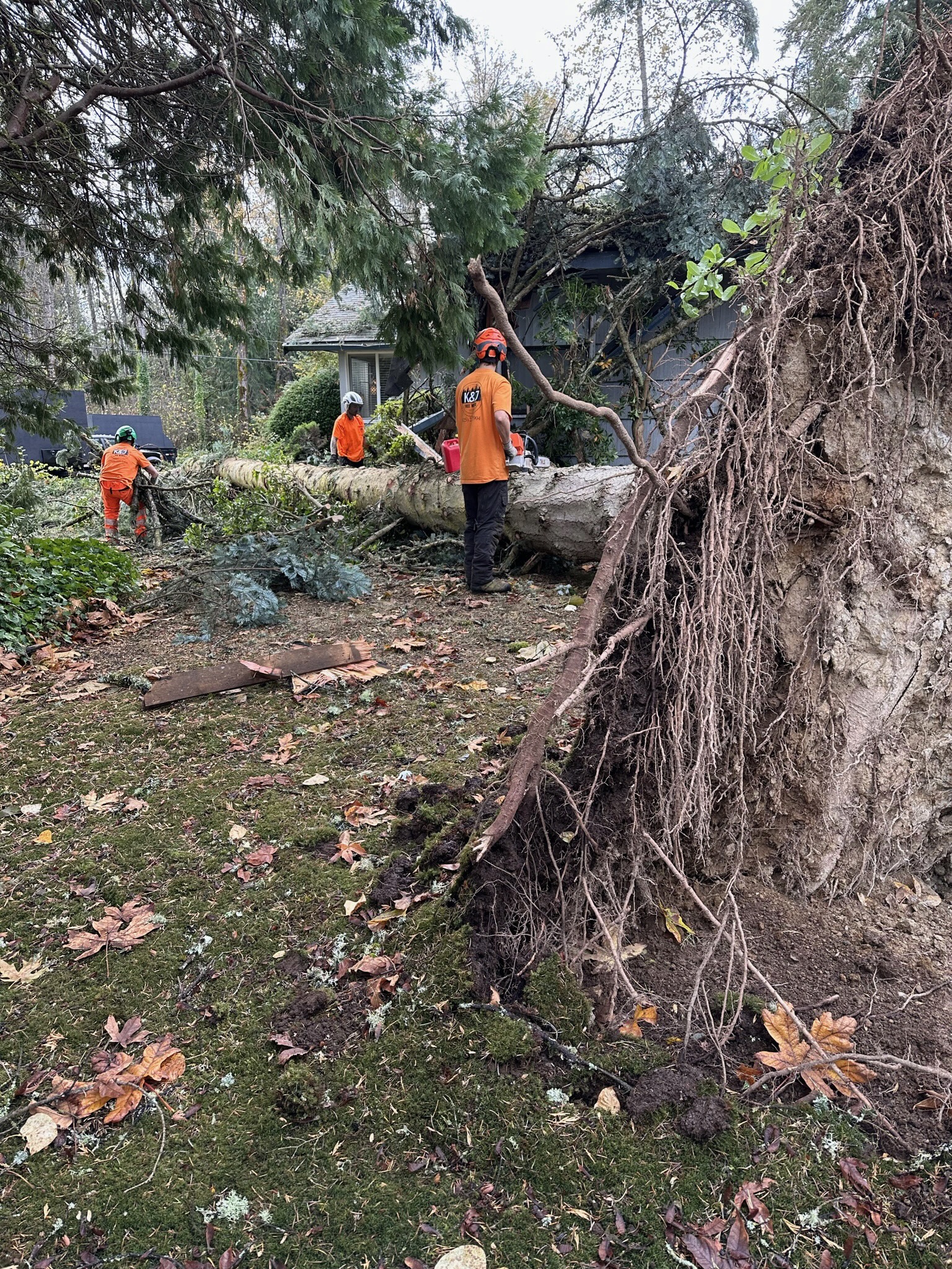 Emergency Tree Service: What to Do Right Now - Tree service in Snohomish County, WA