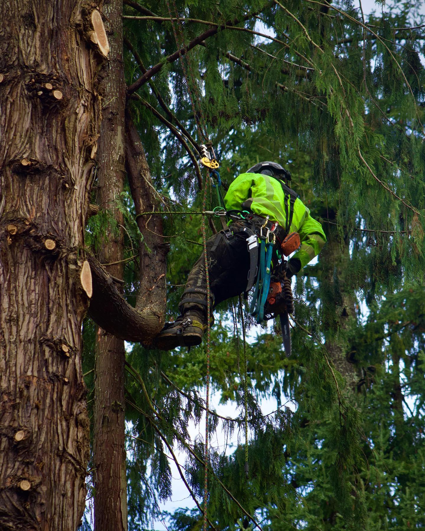 Owner-Operator Tree Climbing in Snohomish