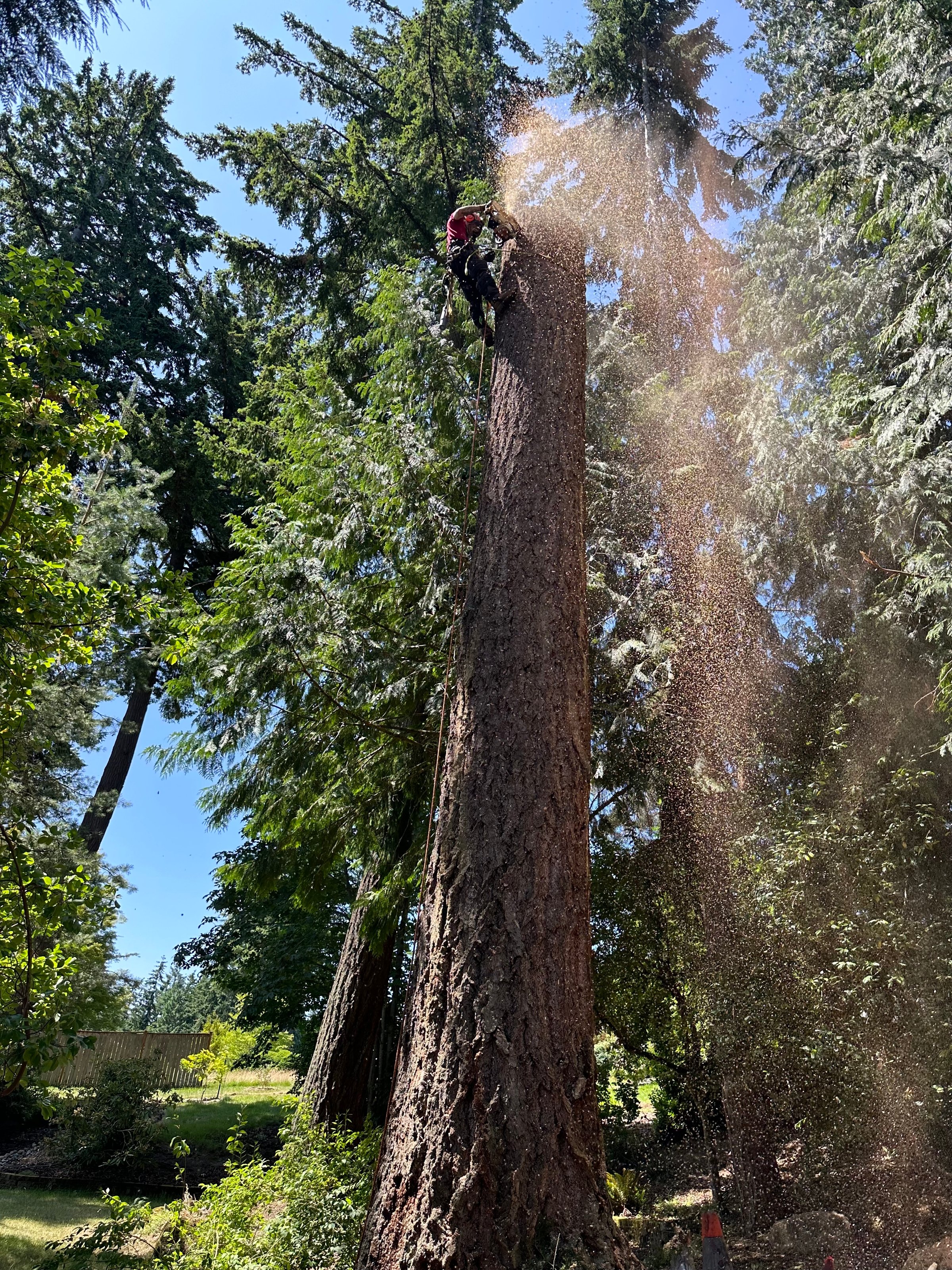 K&J Tree Works tree service in Marysville, WA